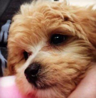 Maltipoo puppy