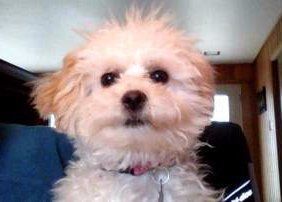 Maltipoo puppy cream and apricot black nose