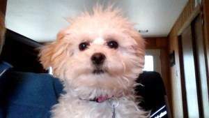 cream and apricot Maltipoo puppy