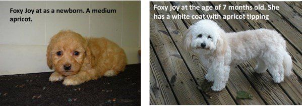Maltipoo puppy hair loss