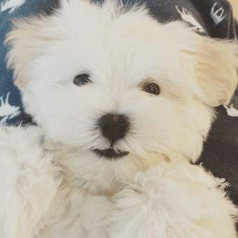 Maltipoo puppy looking up