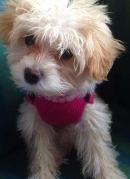 Maltipoo puppy small white and tan