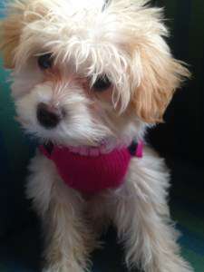 3 month old Maltipoo puppy