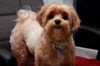 Maltipoo short ears
