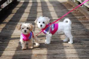Maltipoo sisters