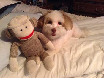 Maltipoo sleep