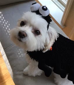 Maltipoo in spider costume