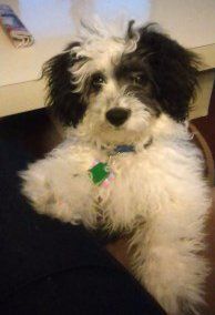 maltipoo dog standing up