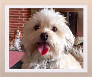 Maltipoo tan 3 years old