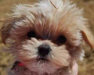 Maltipoo temperament