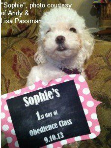 Maltipoo training