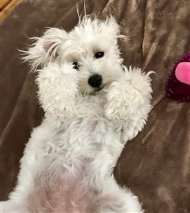 Maltipoo's tummy