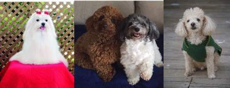 Maltipoo VS Maltese coat and hair