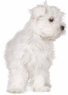 Maltipoo white shaker syndrome