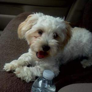 Maltipoo with bottle