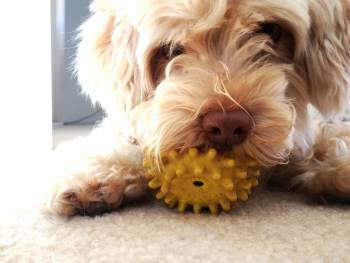 Choosing the Best Toys for Maltipoo Puppies