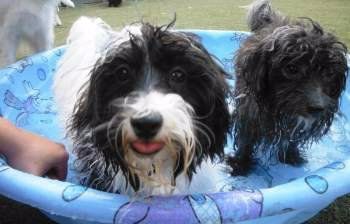 Maltipoos playing in pool
