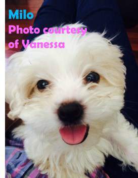 Milo the Maltipoo