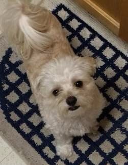 female Maltipoo named Molly