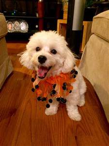 smiling maltipoo dog