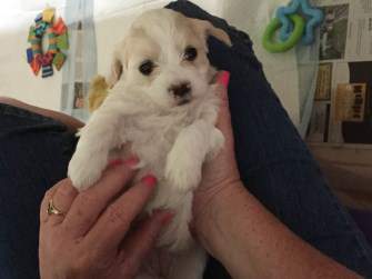 newborn Maltipoo pup