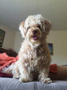 nice Maltipoo dog