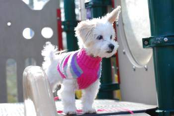 Maltipoo no tear stains