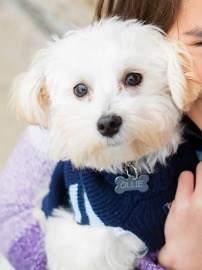 Maltipoo named Ollie