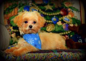 orange Maltipoo