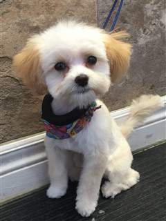 perfect little maltipoo