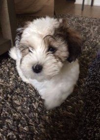 Maltipoo photo