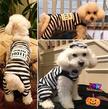 prisoner pet costume