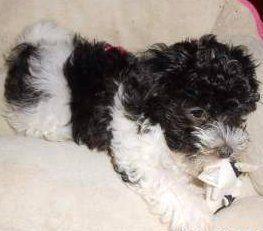 puppy teething