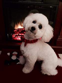 pure white Maltipoo