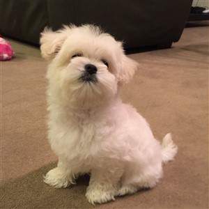 rescued Maltipoo pup