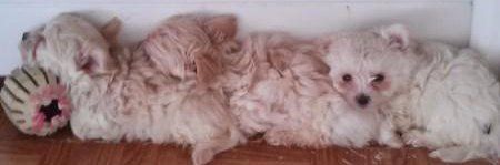 row of Maltepoo puppies