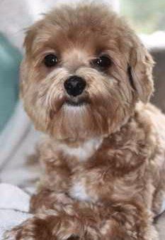 silver beige colored Maltipoo