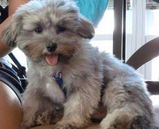 silver colored Maltipoo
