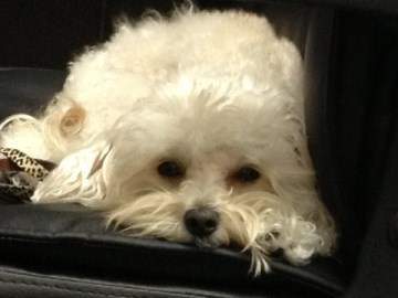 sleepy Maltipoo