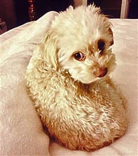 small Maltipoo puppy curled up, tan color