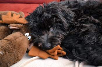 black Maltipoo dog