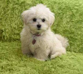 Standard Maltipoo dog standing up