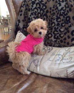 tan Maltipoo