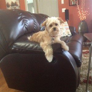 tan Maltipoo