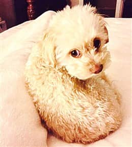 tan-maltipoo-puppy
