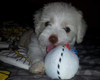 teething Maltipoo puppy