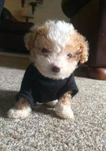 tiny Maltipoo puppy 9 weeks old