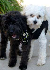 two Maltipoos