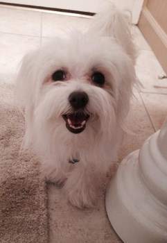 white Maltipoo puppy
