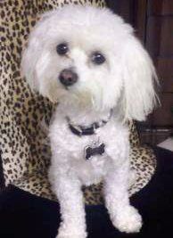 white Maltipoo